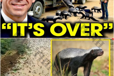 Everybody Laughed At Florida For Releasing HUNDREDS of Honey Badgers, The Result Might SHOCK Them